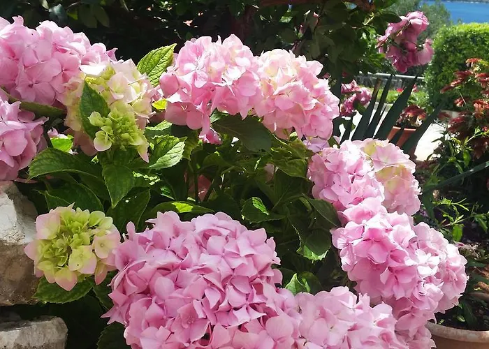 Daire Plejic Seget Vranjica